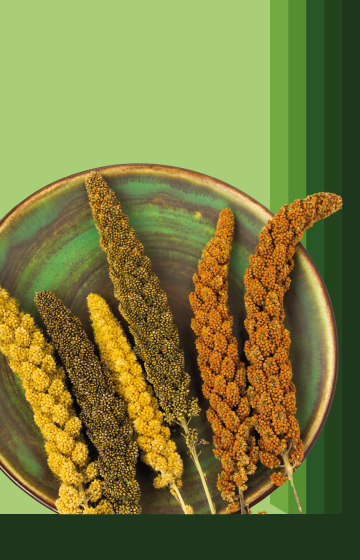 Millet Spray
