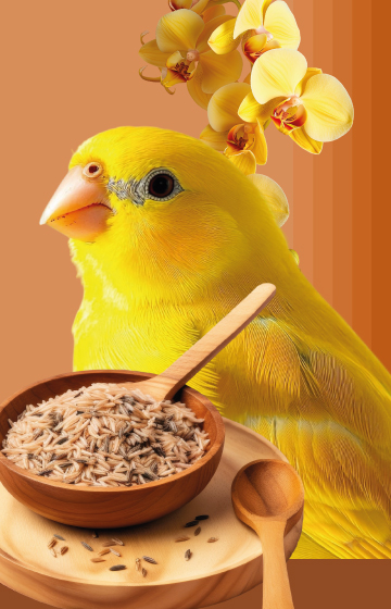 Canary Food