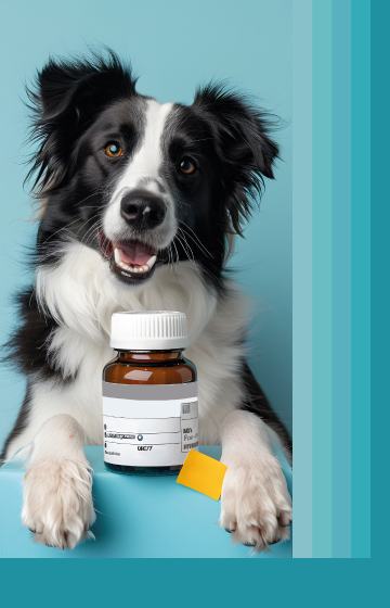 Dog Care Products