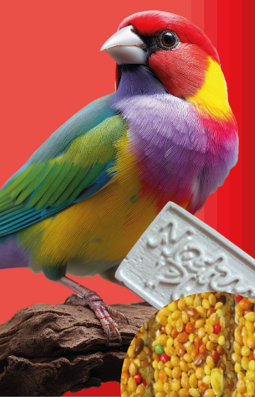 Crackers and Beak Stones