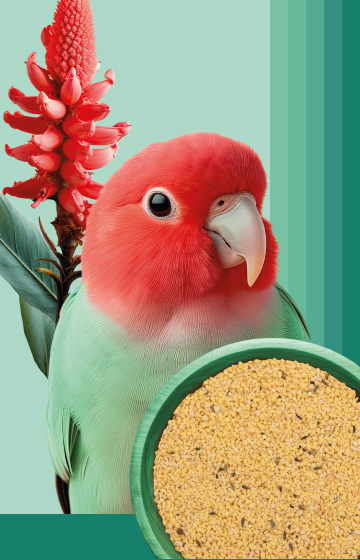 Bird Foods - Formula