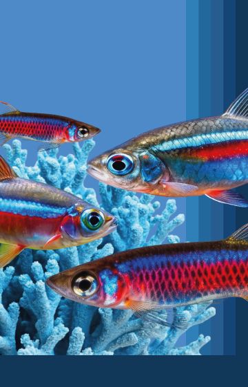 Baby Fish Foods
